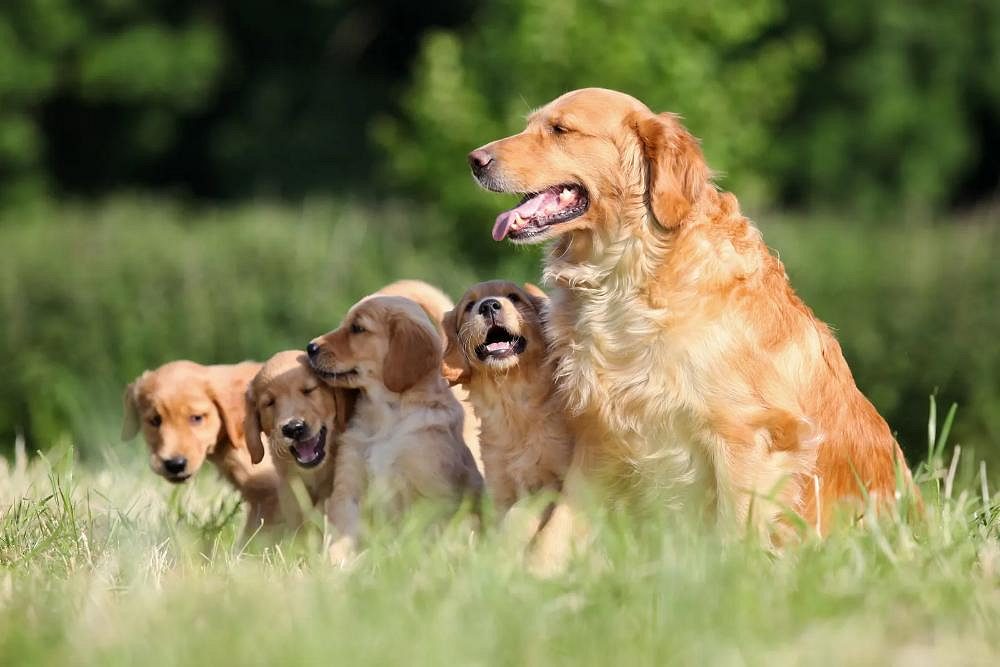 Dogs for Sale in India – Find Your Ideal Puppy