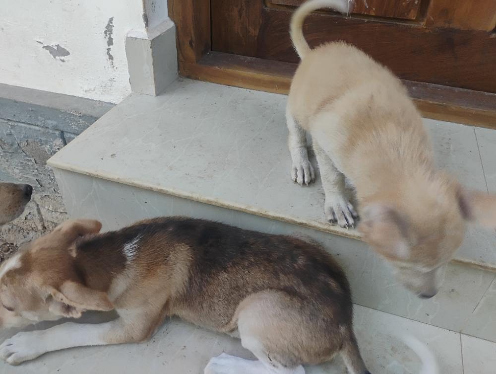 ലാബ് നായ് കുട്ടികൾ