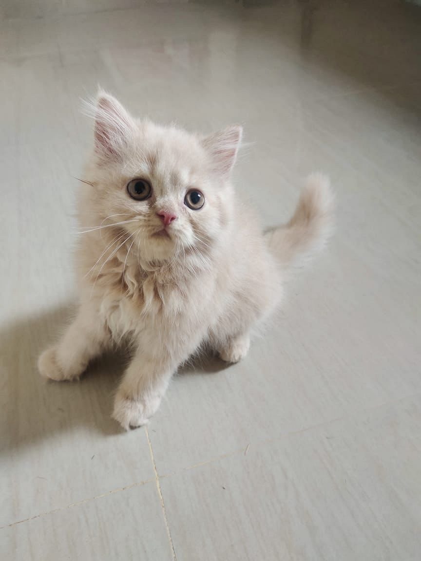 Doll Face Persian cat MALE & FEMALE for sale in Chennai