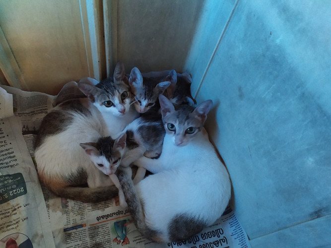 Domestic cats for adoption