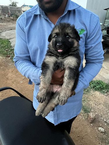 double coat german shepherd