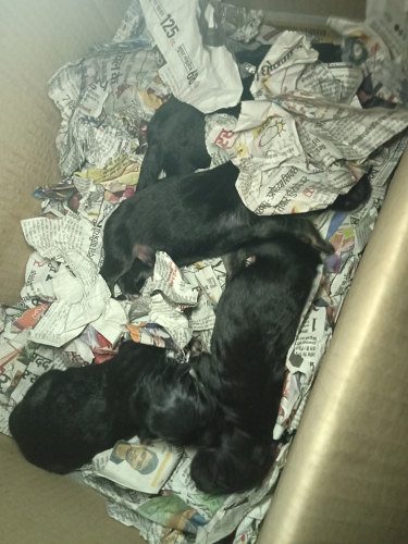 Double coat German shepherd dog