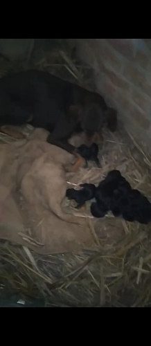 Dowerman Dog babies