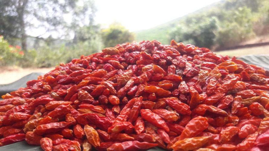 Dried Organic Kanthari Mulaku (BIrds Eye Chilly) Premium qua