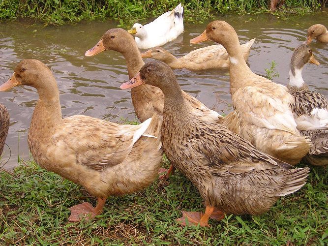 Ducks for sale- chara and chemballi ducks