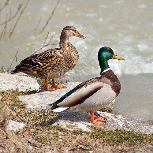 Ducks