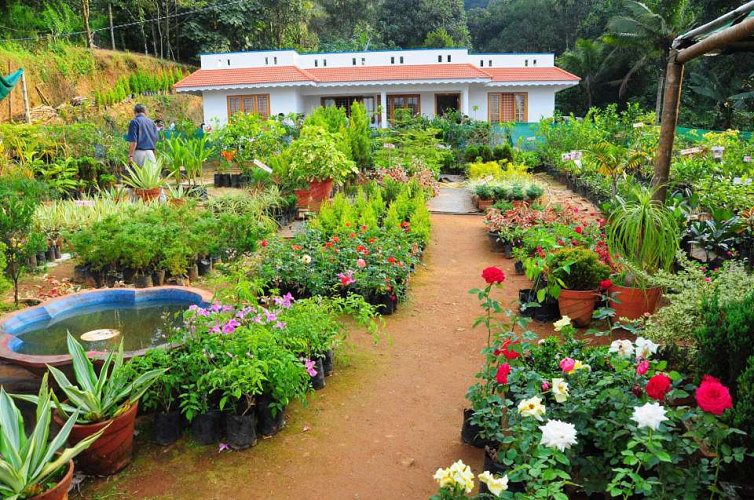 Edan Nursery , fruit Plant Nursery..