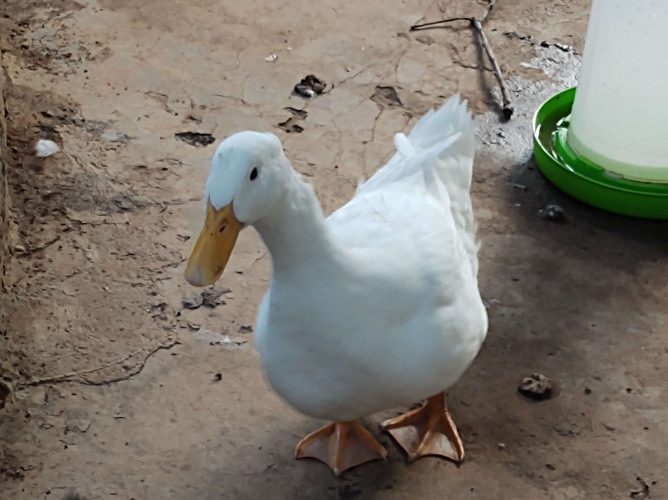 Egg Laying Pair Ducks for sale. 2 pair 