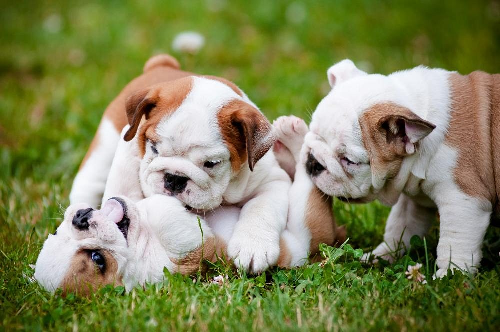 English Bulldog Cute Puppy....8800539300