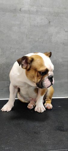 English Bulldog Name Alex