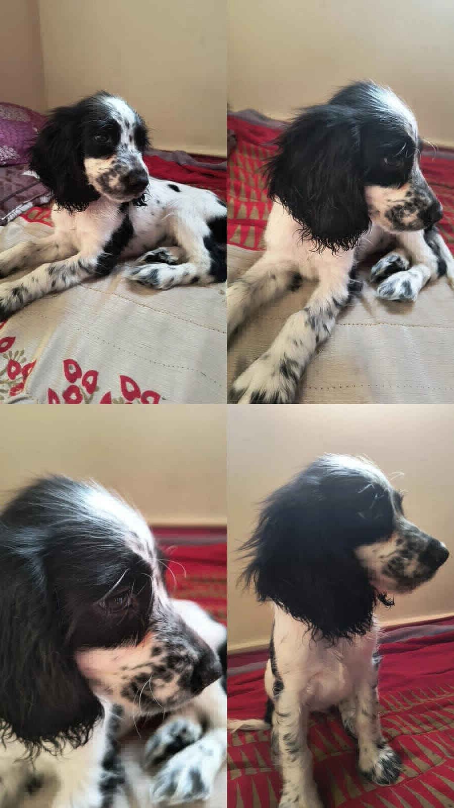 English cocker spani