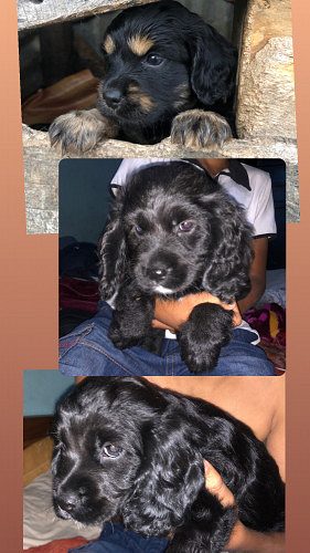 English cocker spaniel Puppies for sale