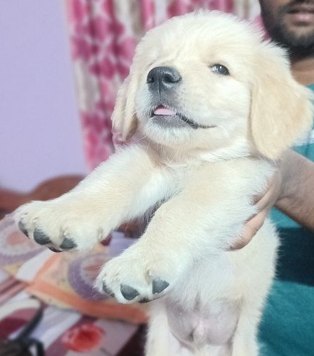 English Cream Golden retriever
