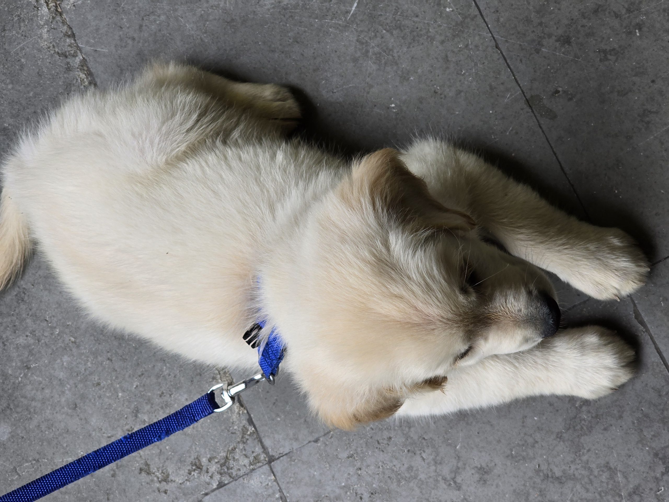 English Golden retriever