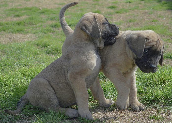 ENGLISH MASTIFF Puppies For Sale..7300930479