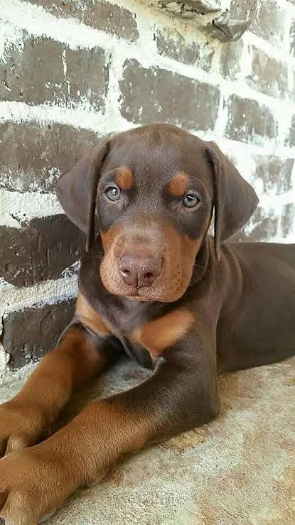 European Doberman puppies available price male 15 female 13k vaccination done
