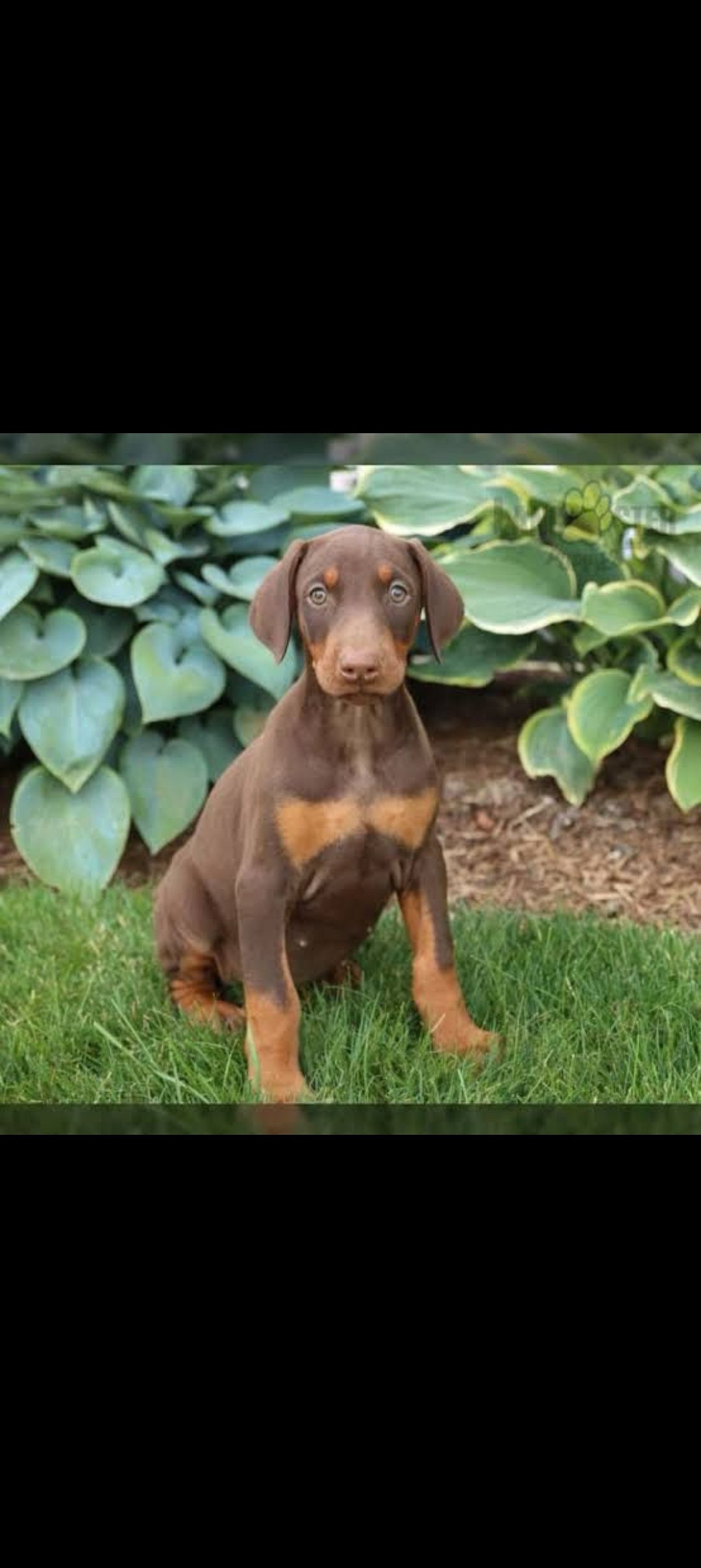 European doberman puppies 🐶🐶