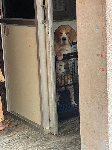 EXCELLENT QUALITY BEAGLE & SHITZHU MALE AVAILABLE FOR STUD IN CHENNAI