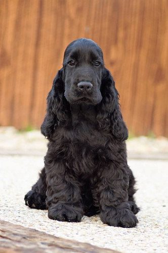 Excellent quality Cocker Spaniel puppies ready to Pets Farm