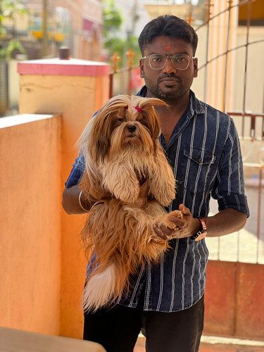 EXCELLENT QUALITY SHITZHU PUPPIES AVAILABLE WITH KCI