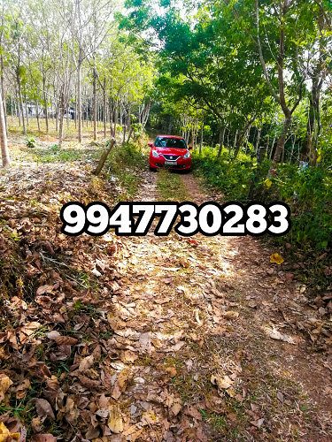 EXCELLENT RUBBER TREE ESTATE FOR SALE