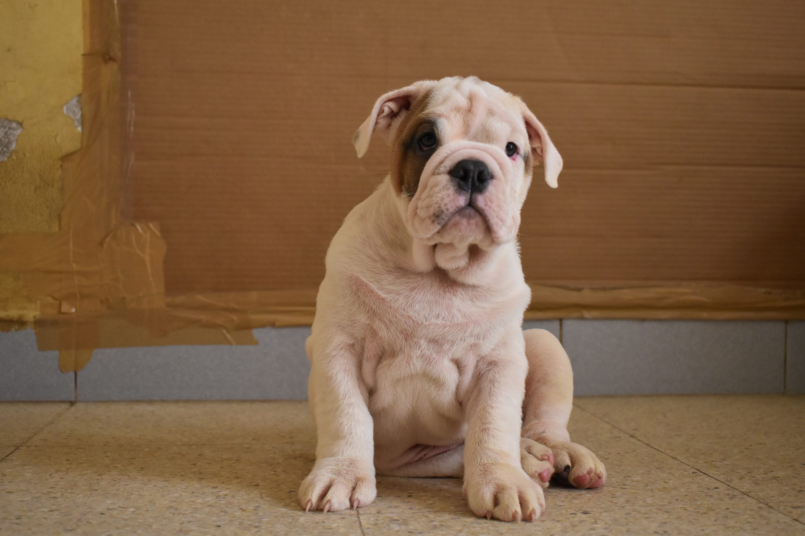 Exceptional Show-Quality English Bulldog Puppies