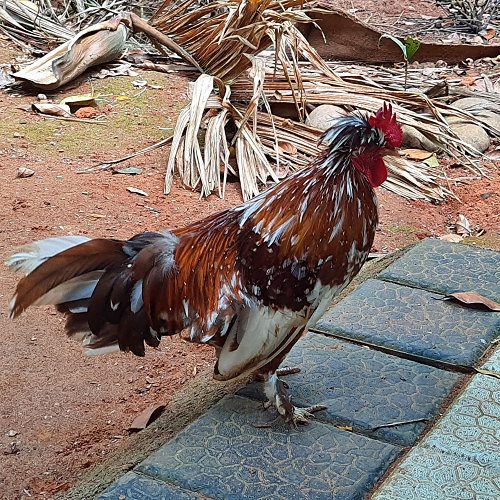 Fancy Hen_Polish breed_Male