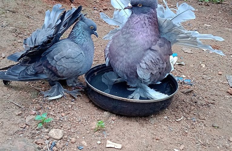 Fantail breeding pair