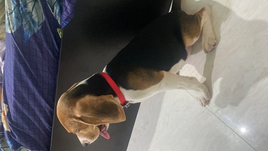 Female beagle