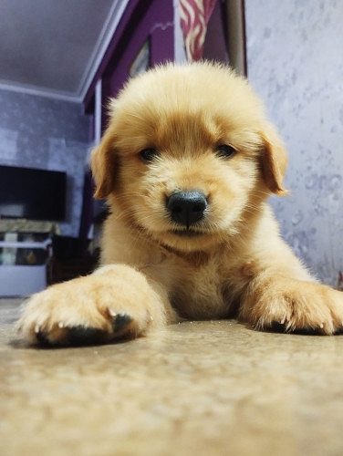 Female golden retriever available