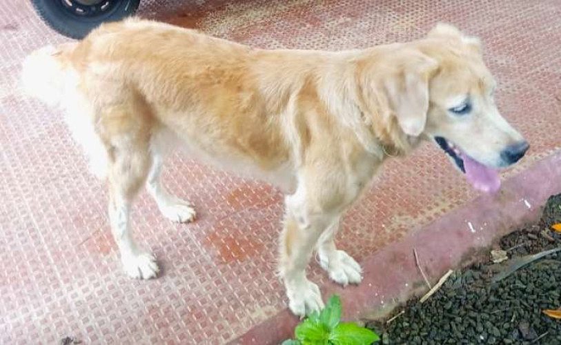 Female golden retriever