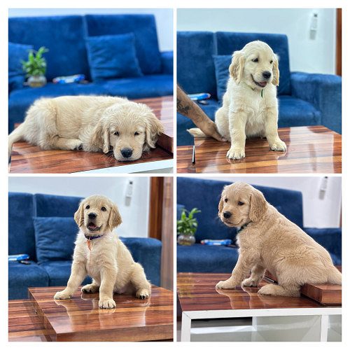 4 female golden retrievers