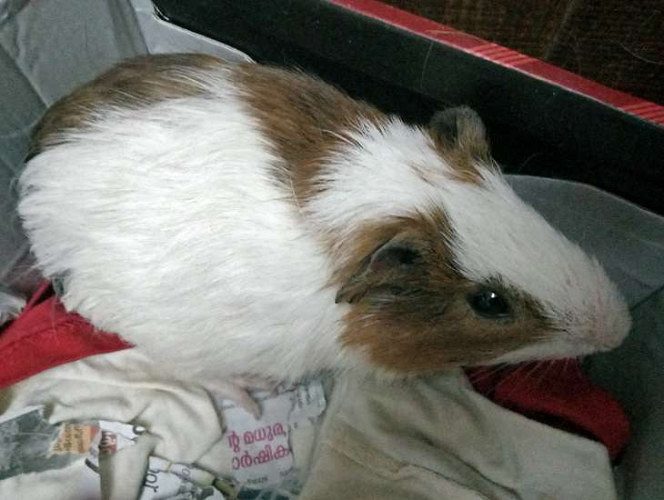 Female guinnea pig