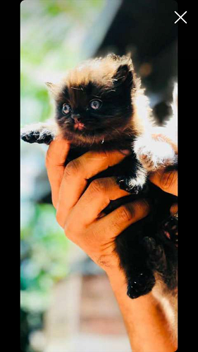 female kitten