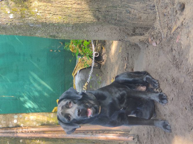 Female Labrador (KCI Certified)