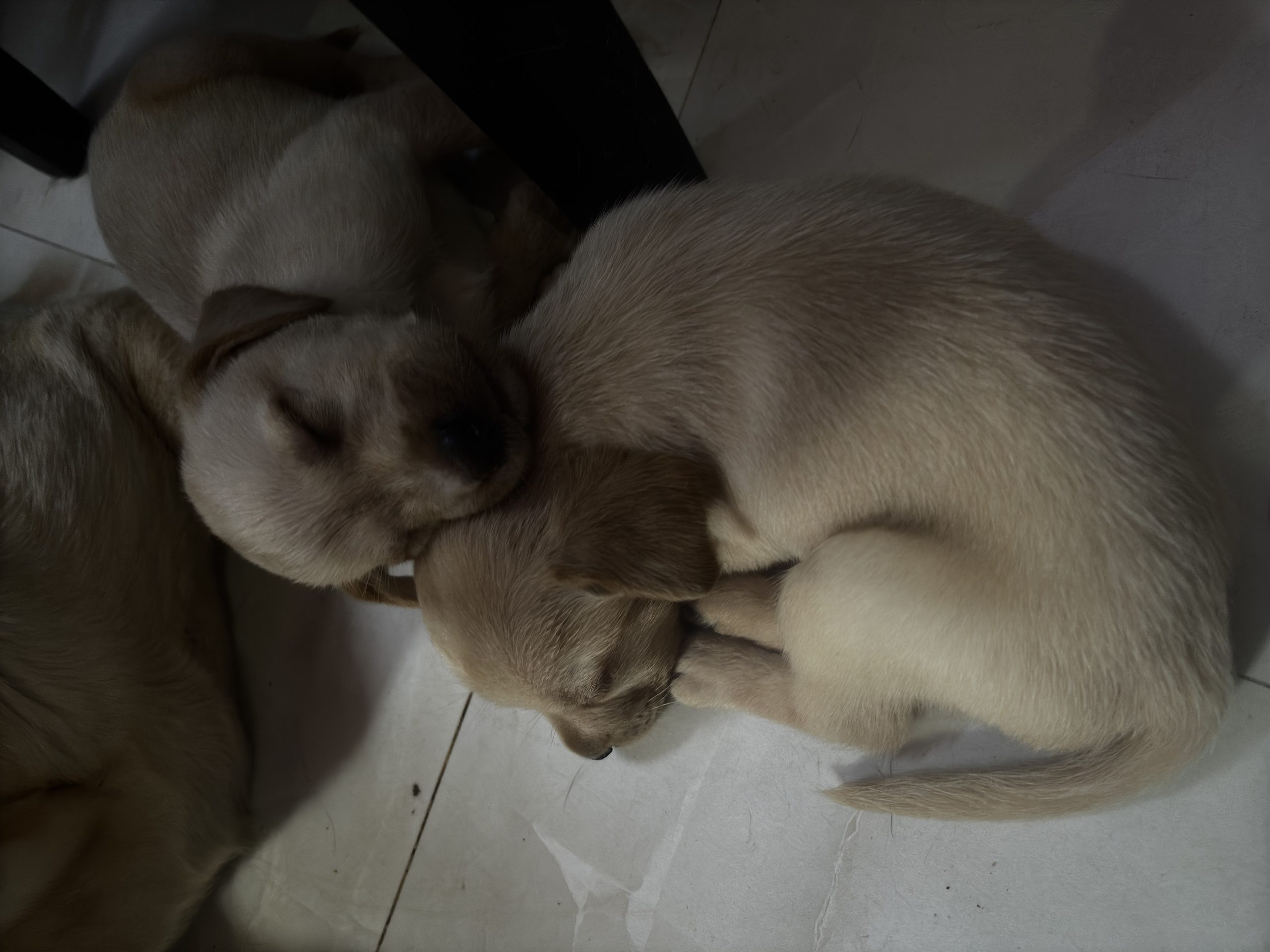Female Labrador retriever