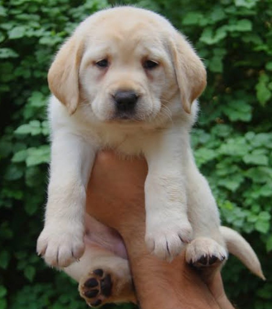 Female Labrador Retriever