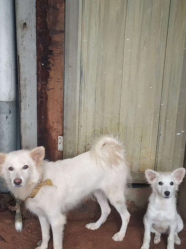 3 Female Pomeranian dogs