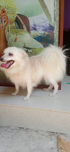 FEMALE POMERANIAN FOR SALE