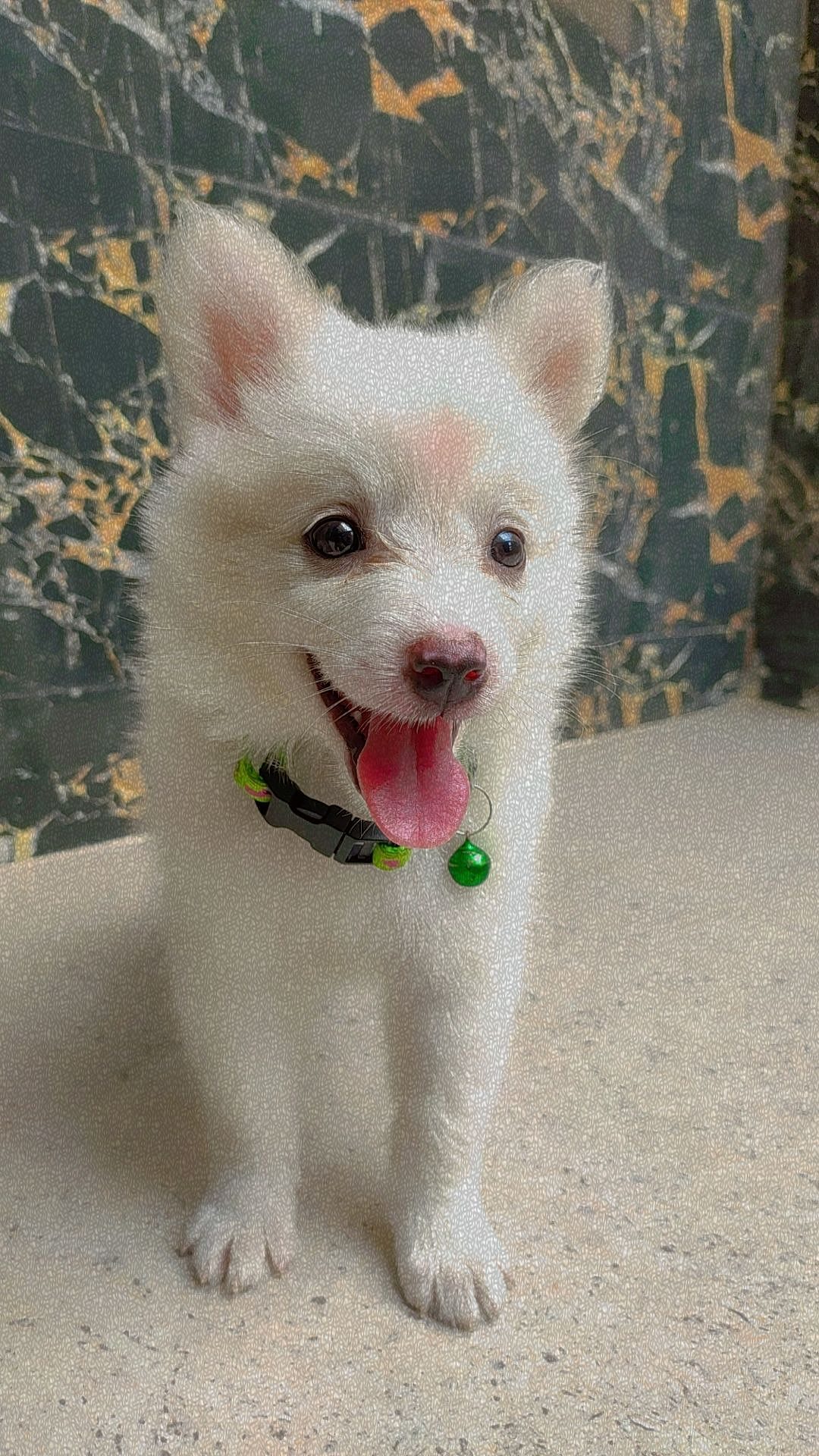Female Pomeranian  puppy