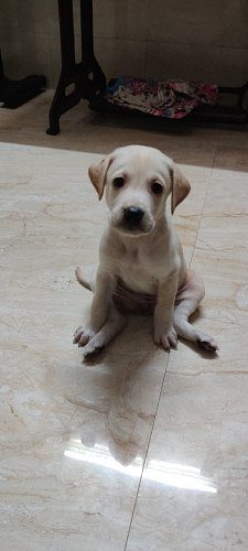 Female puppy for adoption