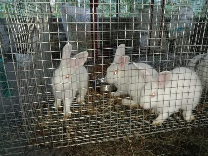 Female Rabbit for sale