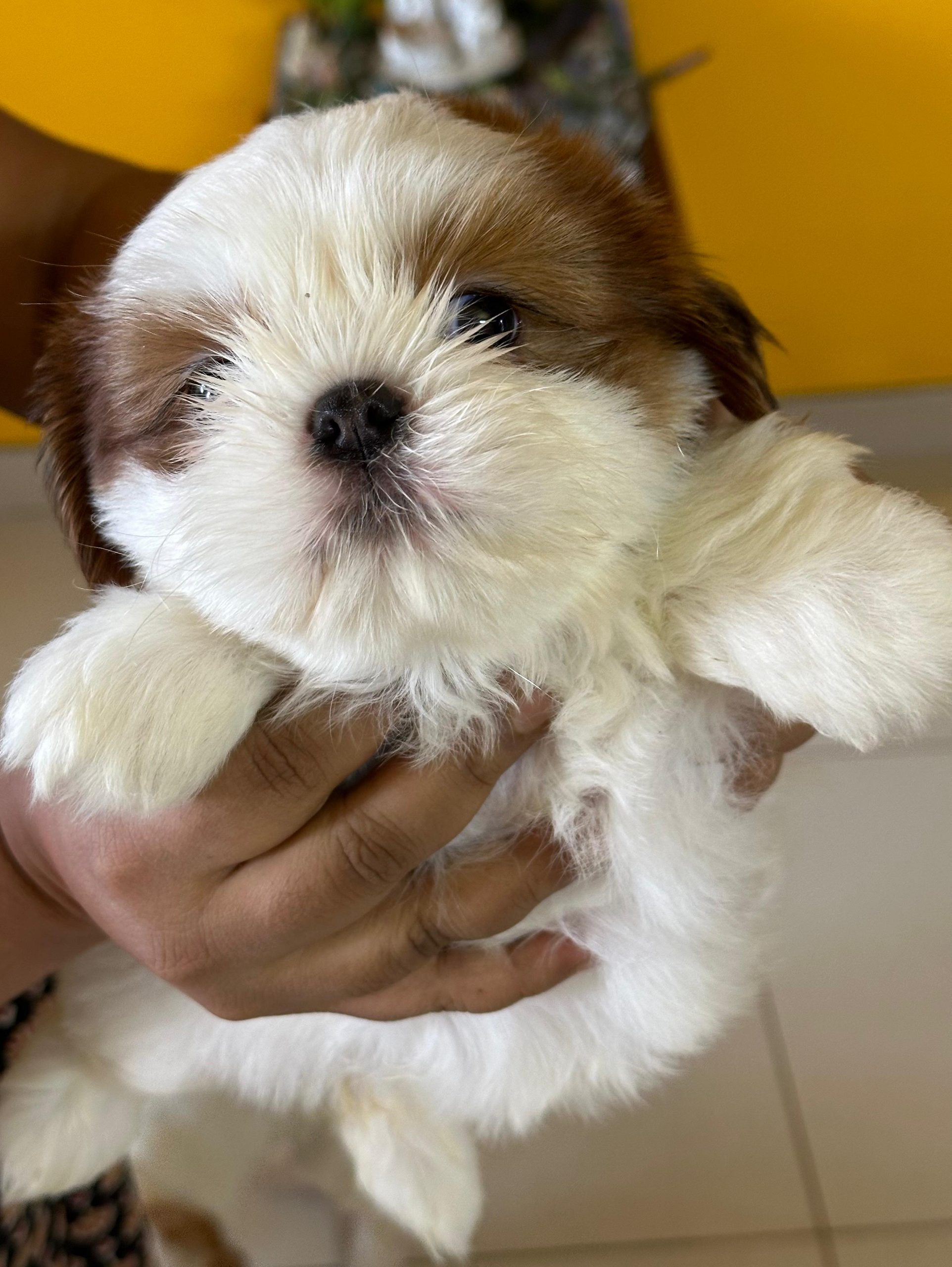 Female shih tzu
