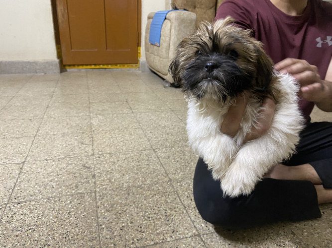 Female shitzu puppy