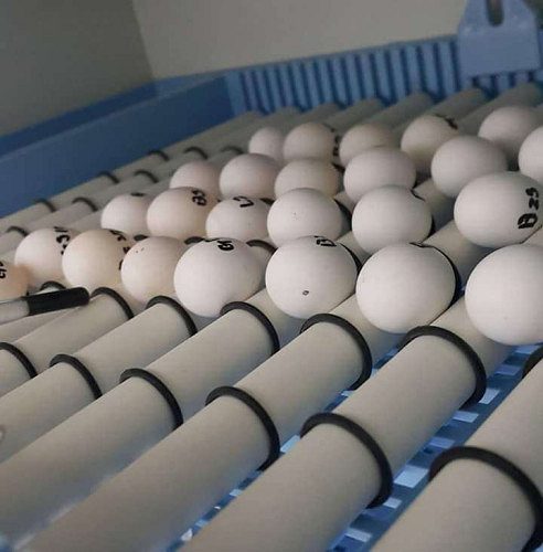 fertile Parrot eggs for sale whats-app 00237699461444