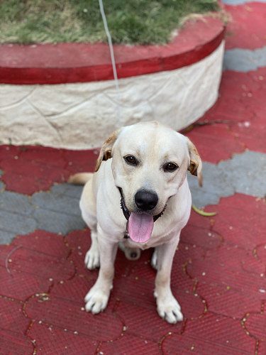 Finding a Home for Pickles