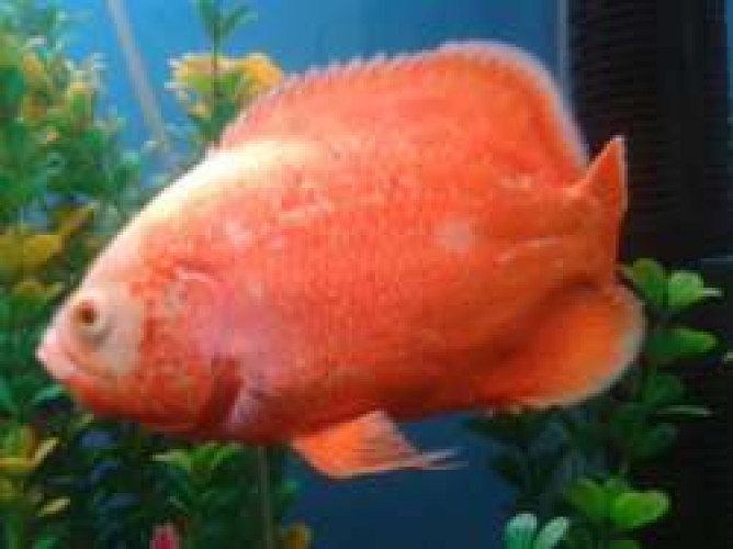 6" Fire red oscar pair cheep rate