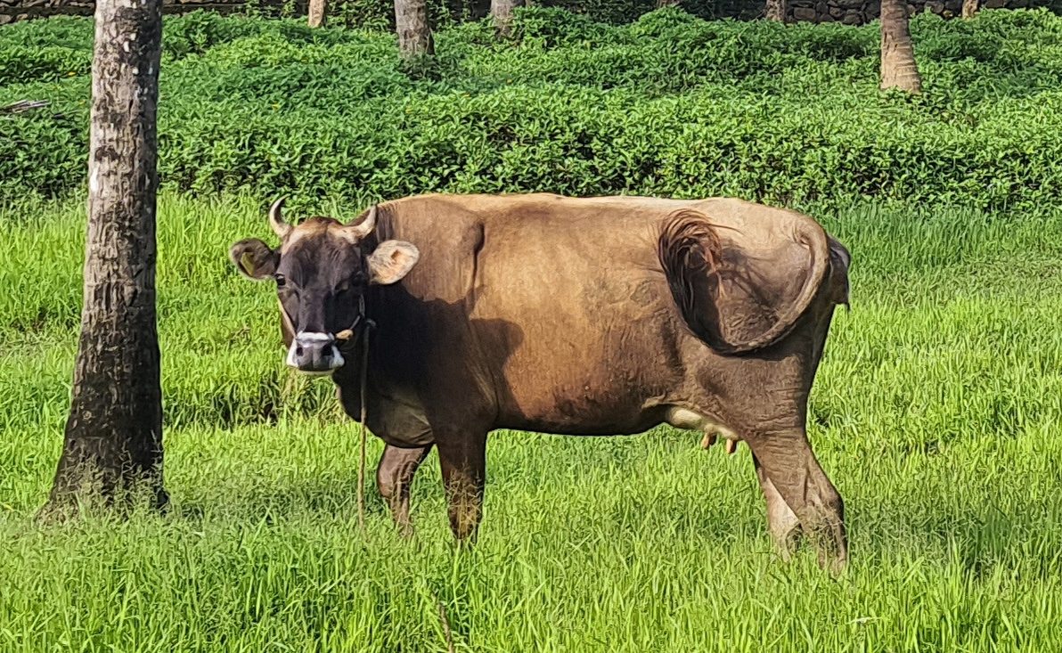 First Time Pregnant Jersey Cow for sale