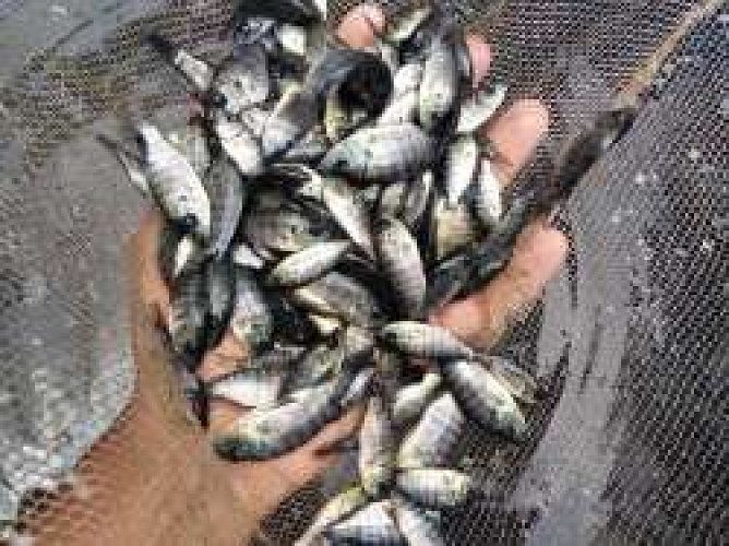Fish Seeds Available In Low Price