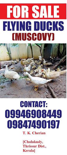 Flying duck (Muscovy) for sale in chalakudy